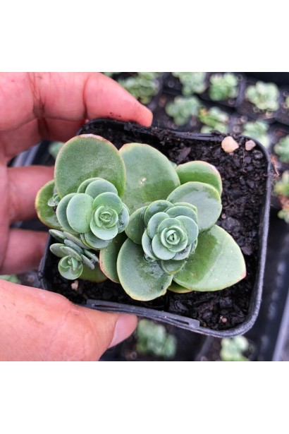 Очиток видний Лайм Зінгер в горщику 0,5 л